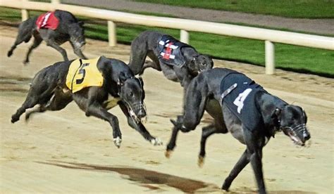 sporting life greyhound fast results